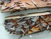?由于今年入春以來(lái)天氣晴好