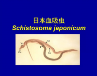 血吸蟲病要重視，查螺滅螺不可少