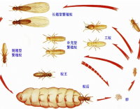 打響白蟻防治保衛(wèi)戰(zhàn)，別讓小蟲子毀了大屋子